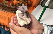 "سيلكي" أنثى الهامستر العارية