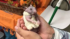 Einfach unwiderstehlich: Silky, der nackte Hamster