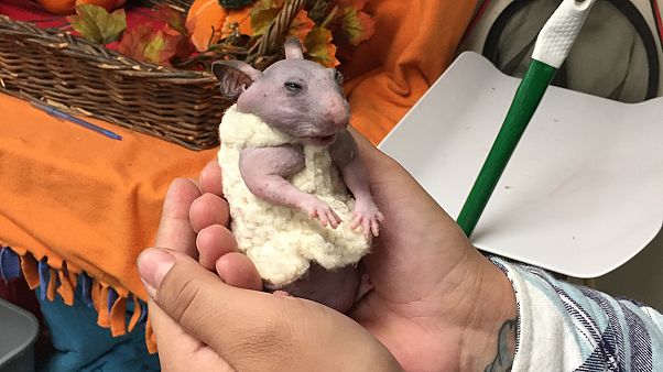 Einfach unwiderstehlich: Silky, der nackte Hamster Einfach unwiderstehlich: Silky, der nackte Hamster