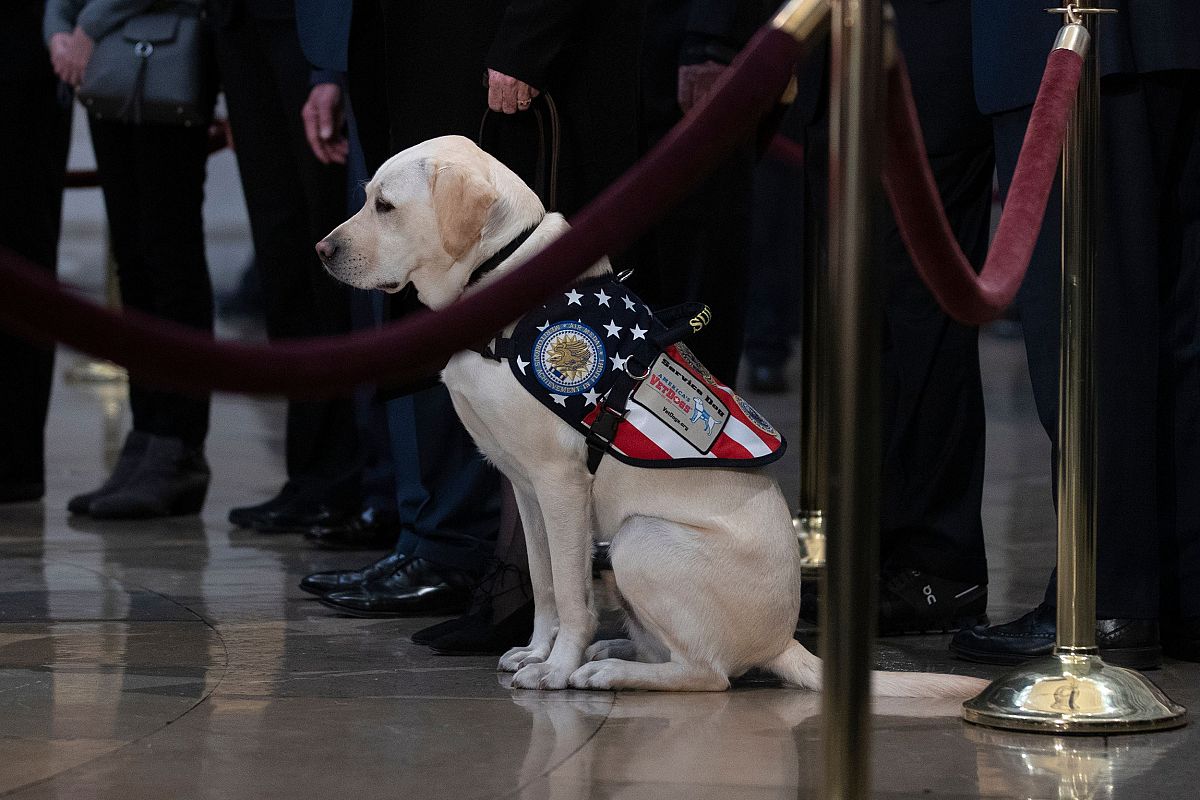 George H.W. Bush's service dog, Sully, pays respects to late president ...