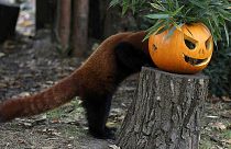Halloween, une fête venue des USA ? Pas vraiment...