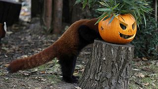 El origen europeo de Halloween y sus calabazas