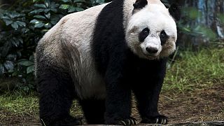 Panda hayvanat bahçesindeki meraklı ziyaretçiye saldırdı