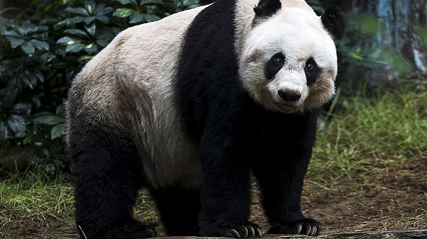 Panda hayvanat bahçesindeki meraklı ziyaretçiye saldırdı Panda hayvanat bahçesindeki meraklı ziyaretçiye saldırdı