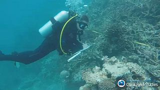 Australie : les coraux de la Grande barrière continuent de mourir