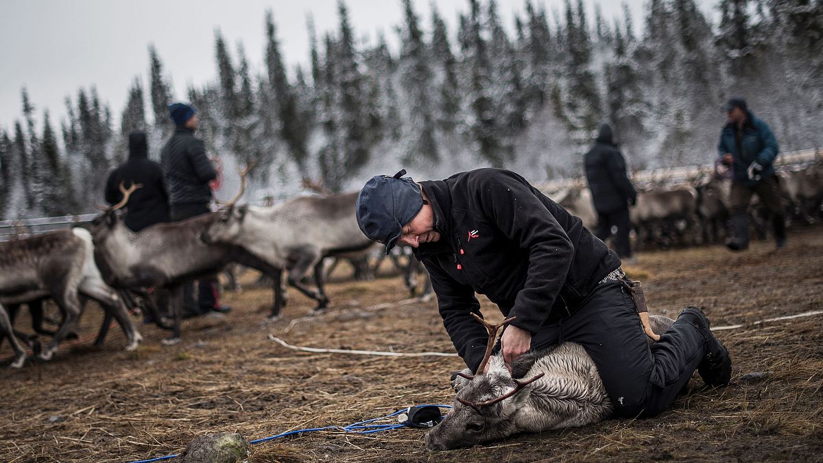 Image: A Sami man labels a reindeer calf near the village of Dikanaess, Swe