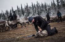 Image: A Sami man labels a reindeer calf near the village of Dikanaess, Swe