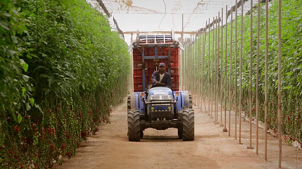 COP 22: Fas, Marakeş Konferansı'na hazır COP 22: Fas, Marakeş Konferansı'na hazır