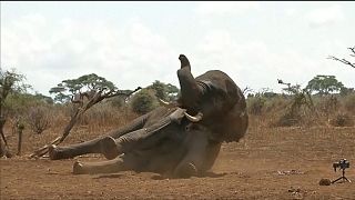 Kenya : Radio collars on elephants [No Comment]