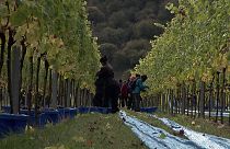 Weinanbau - Gradmesser für den Klimawandel