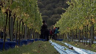 Cambio climático: los viñedos ingleses sacan partido