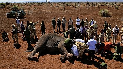 Scientists track elephant corridors in Kenya