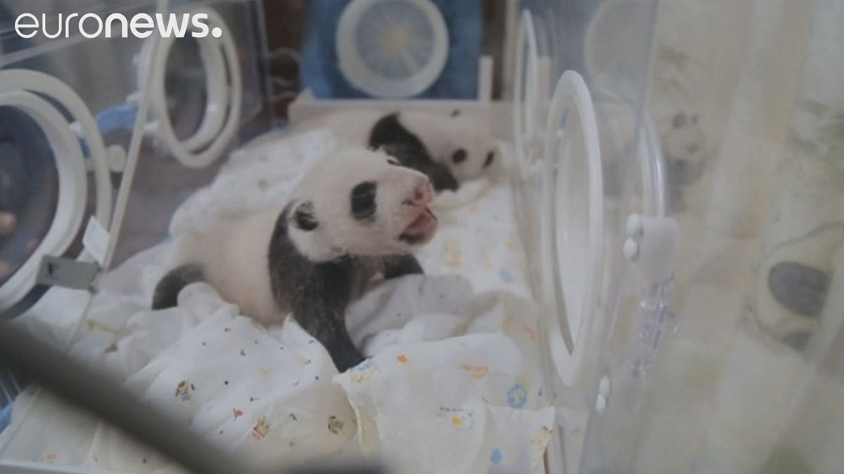 Panda-Zwillinge zum ersten Mal wieder vereint