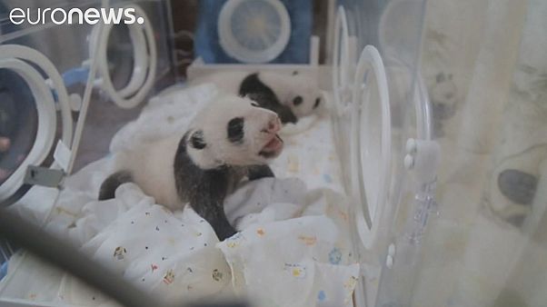 Panda-Zwillinge zum ersten Mal wieder vereint Panda-Zwillinge zum ersten Mal wieder vereint