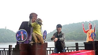 Presidenciais dos Estados Unidos: Macaco chinês prevê vitória de Trump