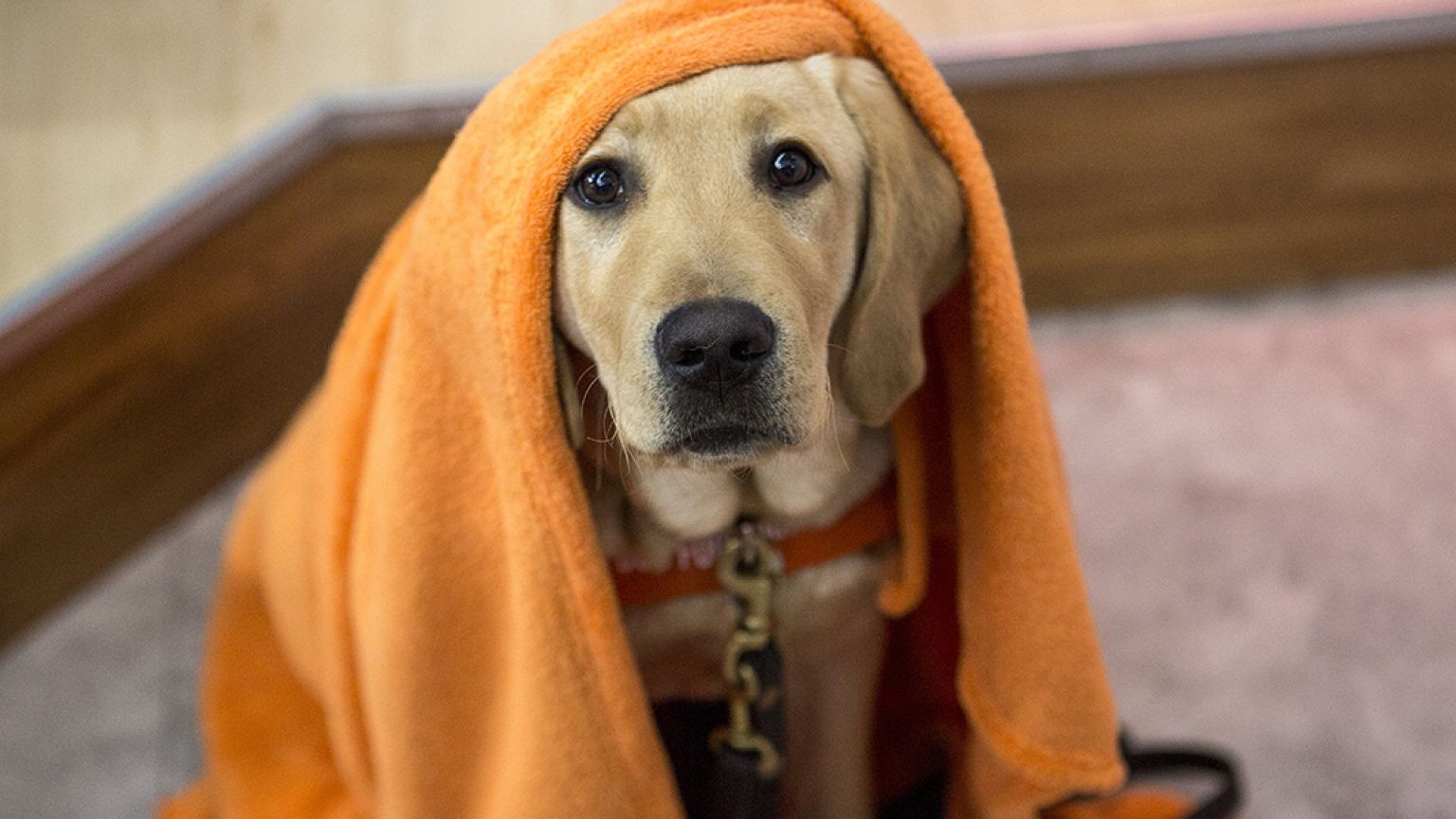 today puppy most popular dog names