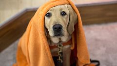 today puppy most popular dog names