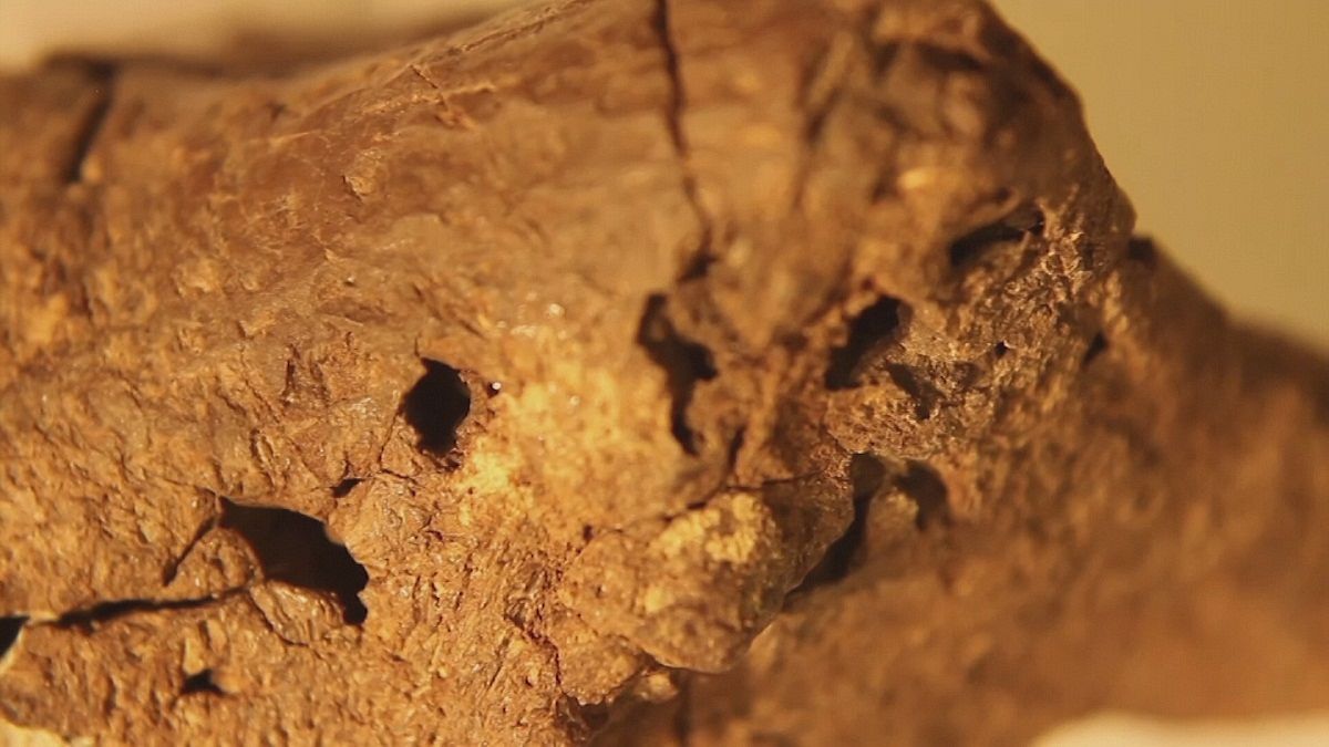 کشف فسیل نادر از مغز یک دایناسور در بریتانیا