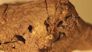 Hirnhaut und feine Blutgefäße: Forscher erkunden fossiles Dinosaurierhirn