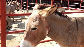 Kenya's first donkey slaughterhouse