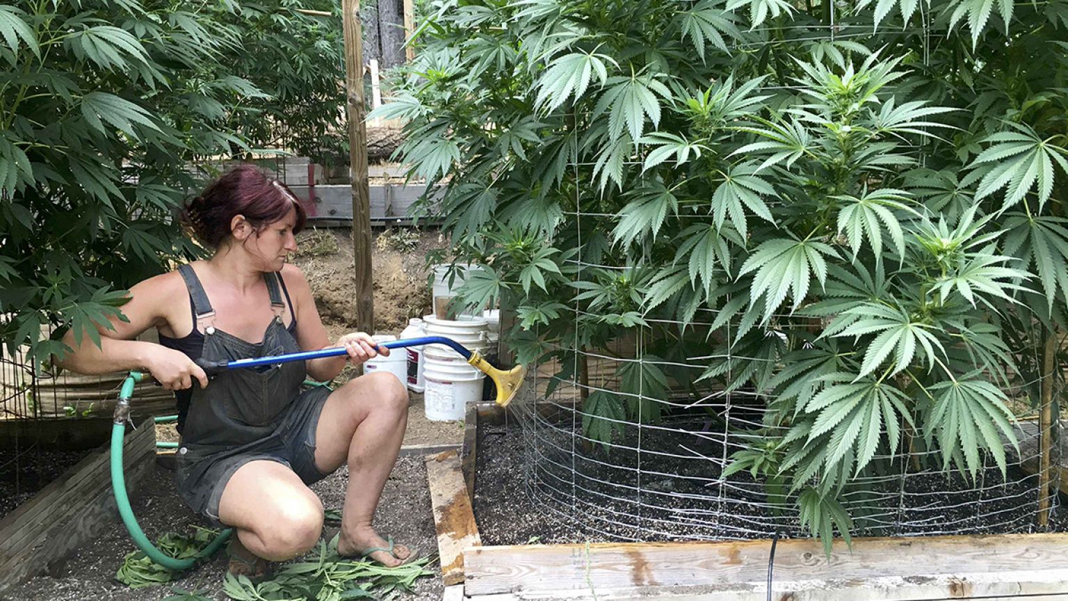 Nyolc állam legalizálta a marihuánát