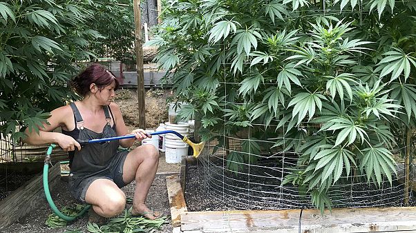 Nyolc állam legalizálta a marihuánát Nyolc állam legalizálta a marihuánát