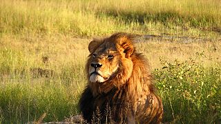 Zimbabwe : un chasseur complice de la mort du lion Cecil relaxé