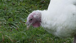 Vogelgrippe in Europa: Erstmals Virus in Geflügelbetrieben nachgewiesen