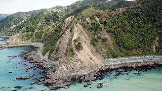 Stranded no more. Three cows left isolated after earthquake saved by owner