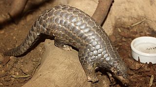 Vitenam: Fight against the trafficking of pangolins [No Comment]