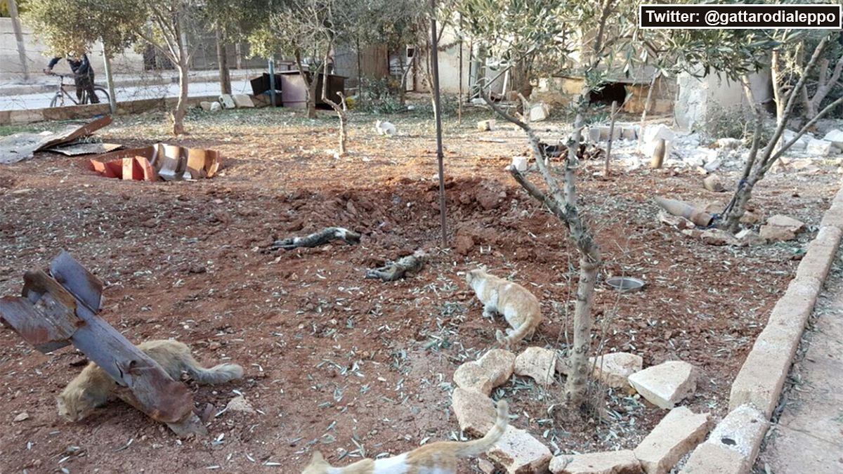 Aleppo's famed cat sanctuary among recent victims in war-torn Syria