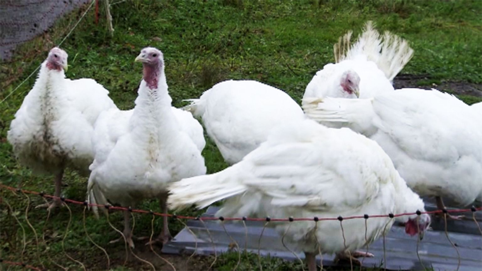 Risk of bird flu rockets in parts of Europe