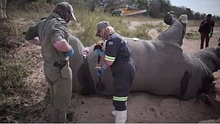 South Africa's state security minister denies involvement in illegal rhino trade