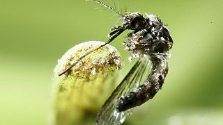 Zika virus declared no longer an international emergency by WHO