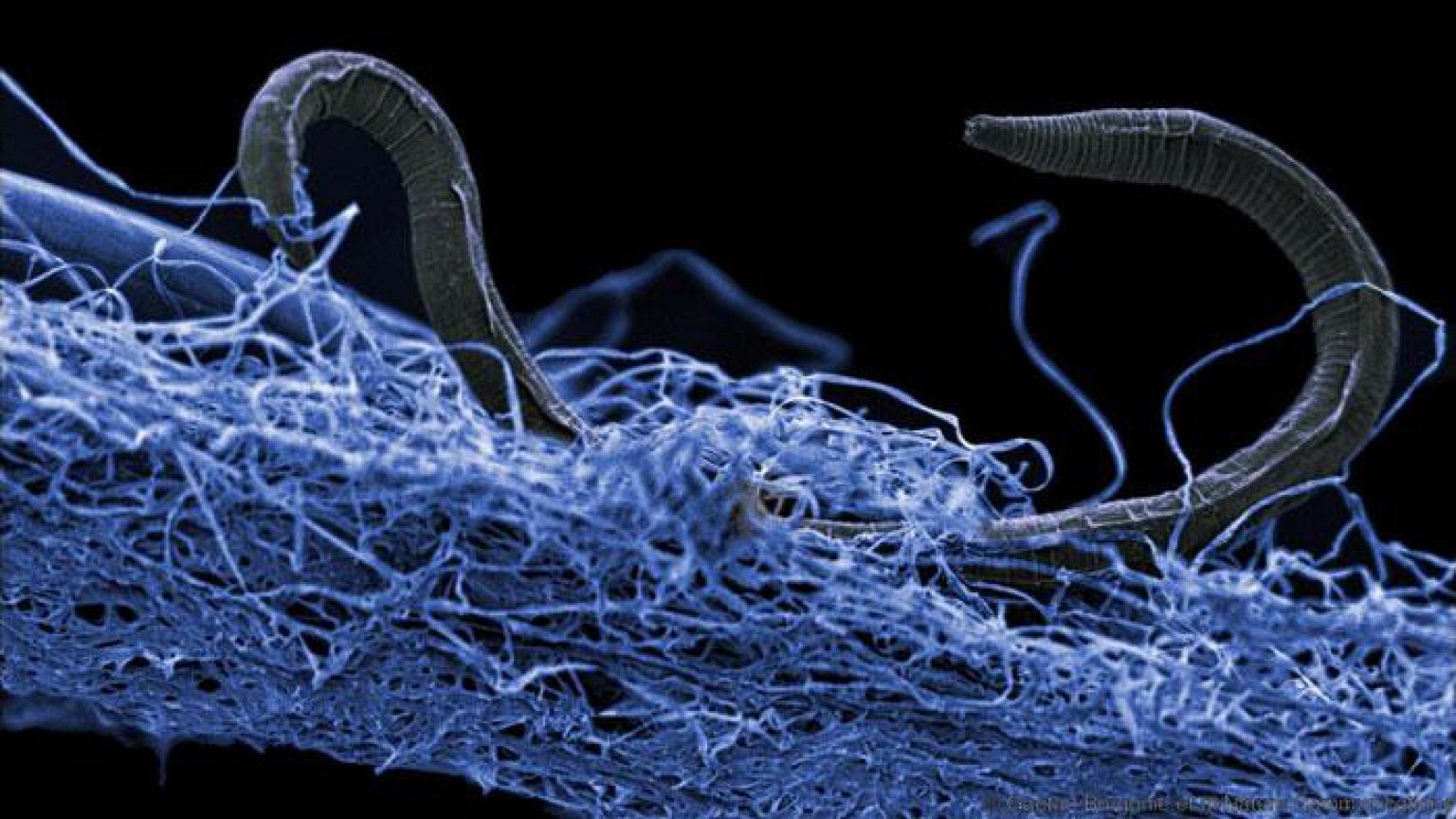 Mysterious 'deep biosphere' may harbor millions of undiscovered species