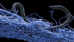 Mysterious 'deep biosphere' may harbor millions of undiscovered species