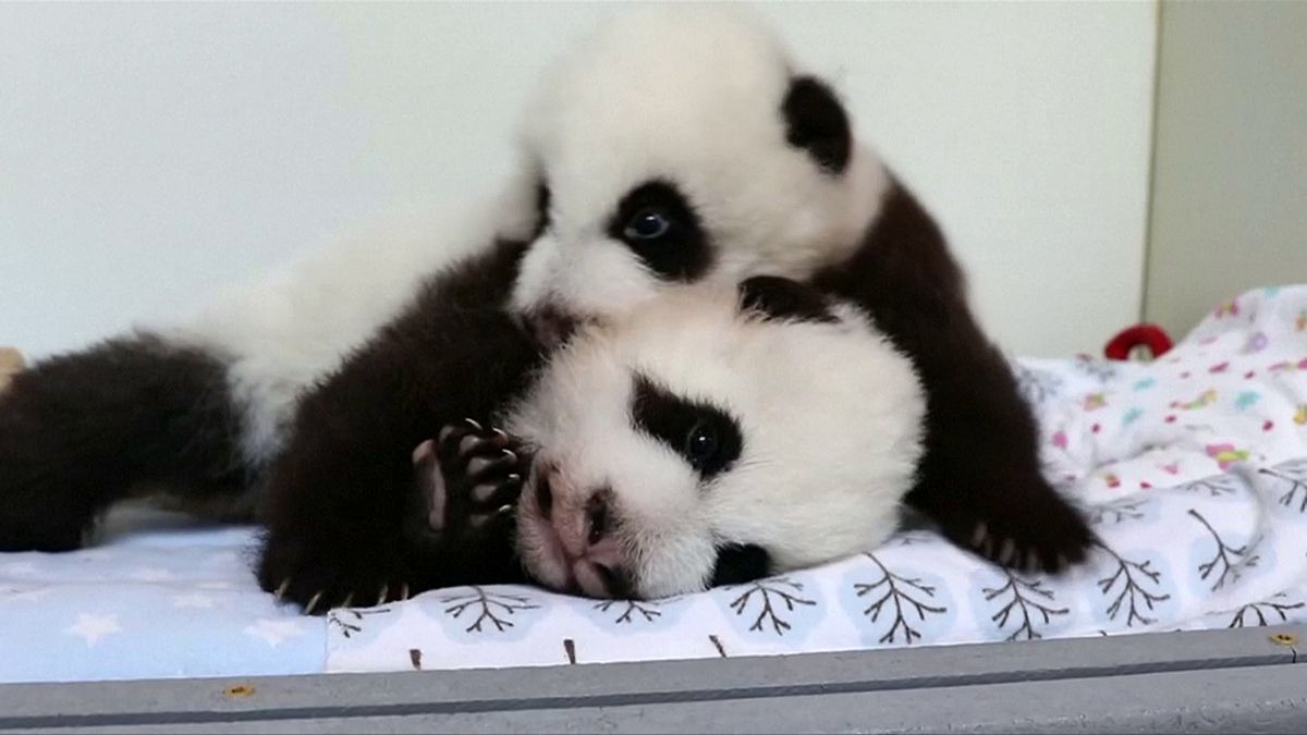 Pandas de Atlanta vão ter nomes escolhidos pelos internautas