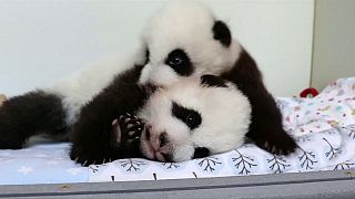 Il faut trouver un nom aux pandas jumeaux