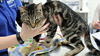 Trooper survives after home alone cats eat one another