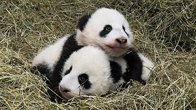 Panda Fu Ban e Fu Feng dizem olá ao mundo