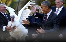 Utoljára kegyelmezett meg a pulykáknak Obama a Fehér Házban