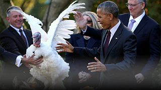 'Yes we cran' Obama tells the US in his final Thanksgiving turkey pardon