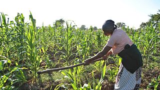 Le Fida recommande un plus grand intérêt au secteur rural en Afrique de l’Ouest et centrale