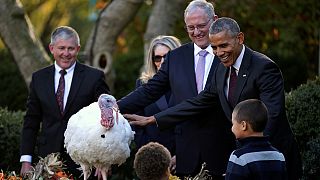 Obama pardons Thanksgiving turkeys in traditional rose garden ceremony