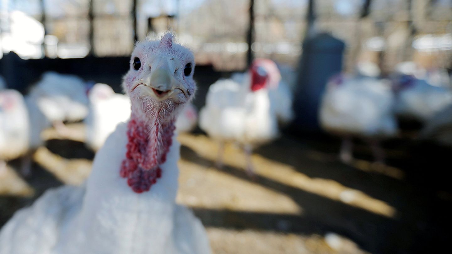 День благодарения в США и Канаде — Thanksgiving Day