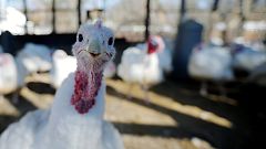Thanksgiving ist nicht wirklich Erntedank – aber was ist es dann?
