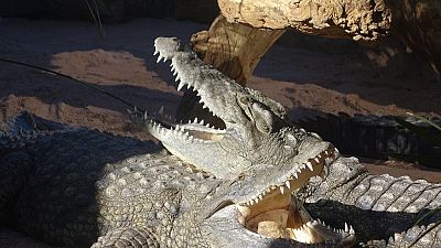 Les crocodiles "porte-bonheur" de Bakau (Gambie)
