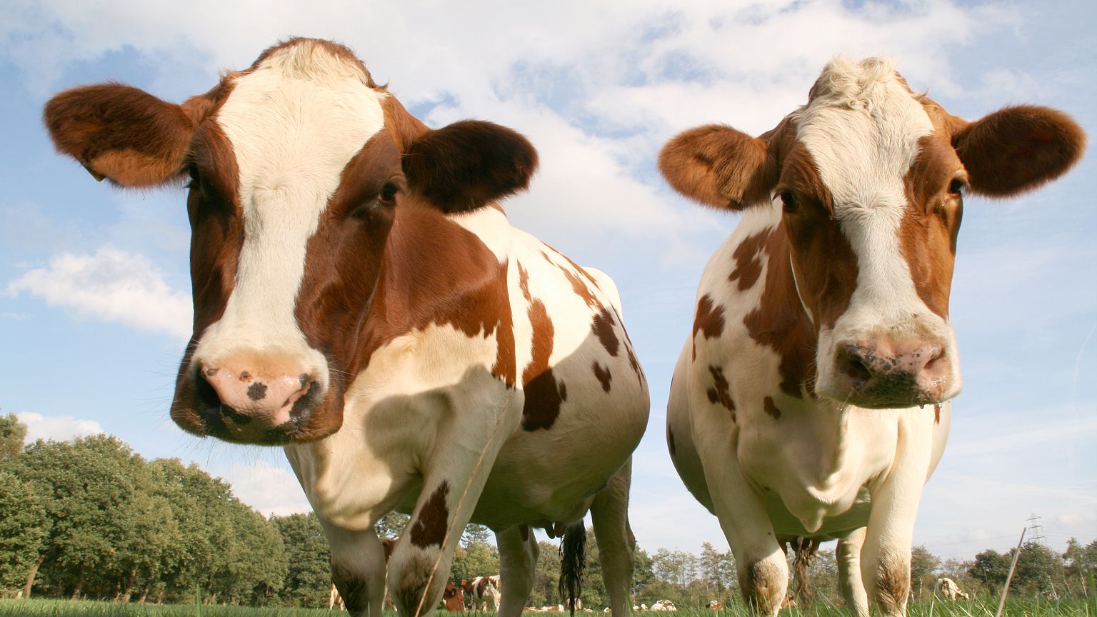 Cows