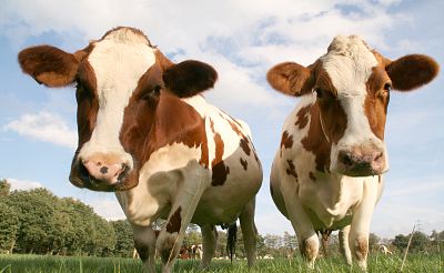 McDonald\'s will plan to reduce the use of antibiotics in cows for beef and dairy production over the next four years.