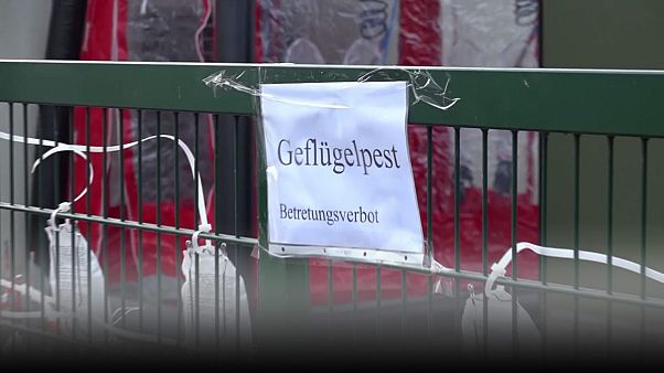 Germania, focolaio di influenza aviaria. Ordinata la soppressione di 16mila tacchini Germania, focolaio di influenza aviaria. Ordinata la soppressione di 16mila tacchini